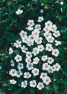 Erodium reichardii 'Album' P9 - afbeelding 5