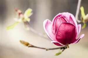Magnolia 'Genie' 100/125 C.