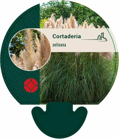 Cortaderia selloana C6.5 - afbeelding 2