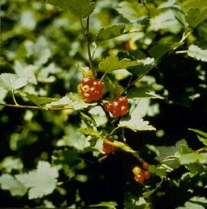 Ribes alpinum 'Schmidt' 60/80 C.