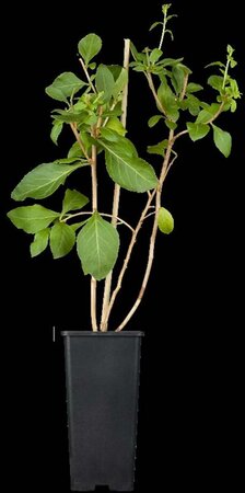 Lycium barbarum 'Gojibes' - afbeelding 2