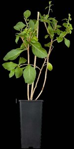 Lycium barbarum 'Gojibes' - afbeelding 2