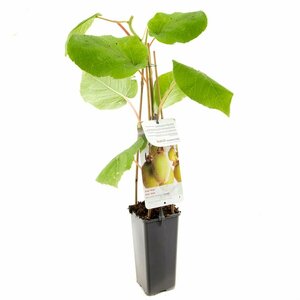 Actinidia deliciosa 'Jenny' 125/150 C.
