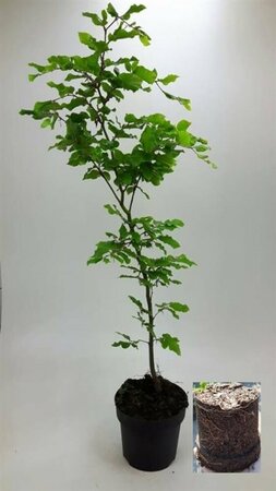 Fagus sylvatica ST. 225 18-20 DR. Lei - afbeelding 10