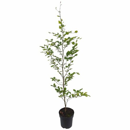 Fagus sylvatica ST. 225 18-20 DR. Lei - afbeelding 9