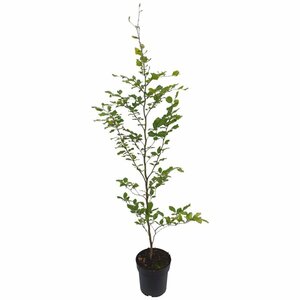 Fagus sylvatica ST. 225 18-20 DR. Lei - afbeelding 9