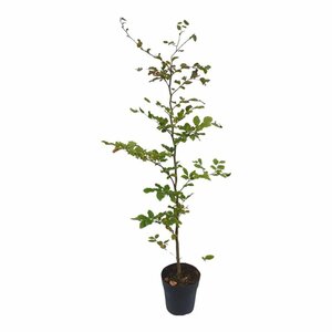 Fagus sylvatica ST. 225 18-20 DR. Lei - afbeelding 6
