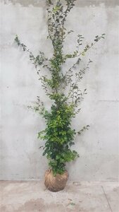 Fagus sylvatica ST. 225 18-20 DR. Lei - afbeelding 2
