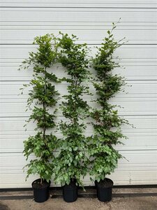 Fagus sylvatica ST. 225 18-20 DR. Lei - afbeelding 5