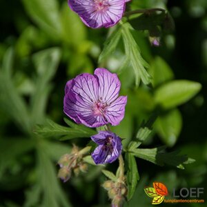 Geranium pratense P9 BIO