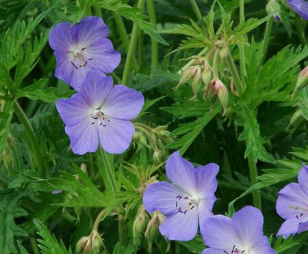 Geranium pratense P9 BIO - afbeelding 3