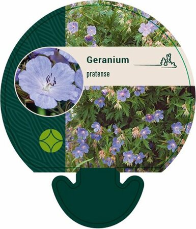 Geranium pratense P9 BIO - afbeelding 4