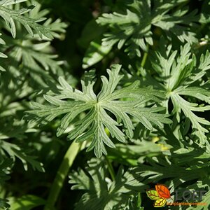 Geranium pratense P9 BIO - afbeelding 2