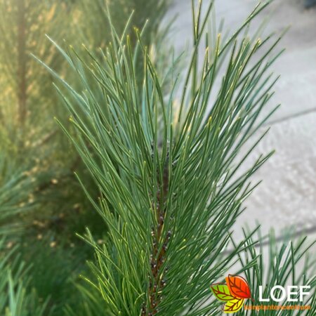 Pinus nigra nigra - afbeelding 1