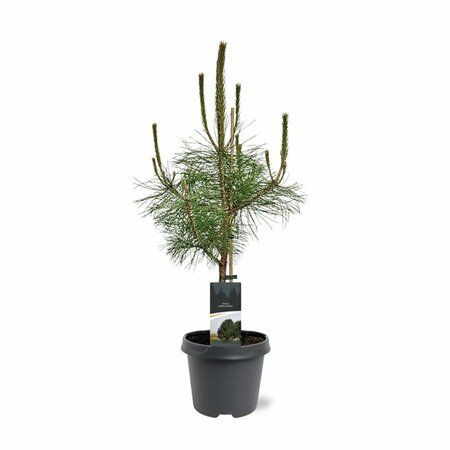 Pinus nigra nigra - afbeelding 2