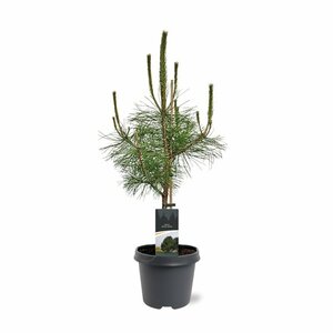 Pinus nigra nigra - afbeelding 2