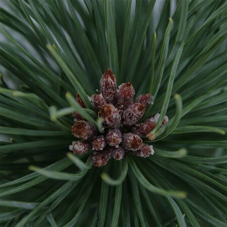 Pinus nigra nigra - afbeelding 6