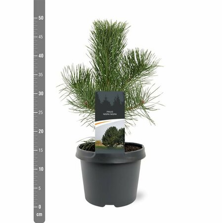 Pinus nigra nigra - afbeelding 7