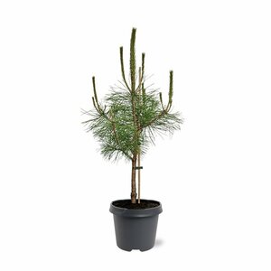 Pinus nigra nigra - afbeelding 3