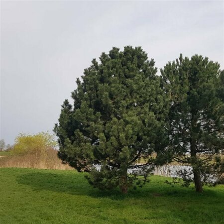 Pinus nigra nigra - afbeelding 4