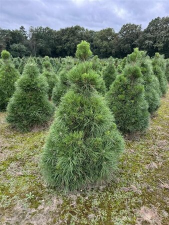 Pinus nigra nigra - afbeelding 10