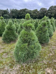 Pinus nigra nigra - afbeelding 10