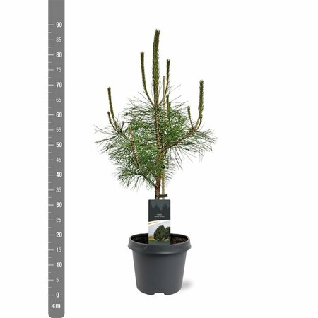Pinus nigra nigra - afbeelding 5