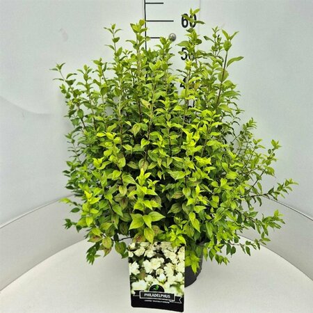 Philadelphus 'Manteau d'Hermine' 60/80 C. - afbeelding 5