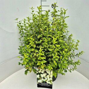 Philadelphus 'Manteau d'Hermine' 60/80 C. - afbeelding 5