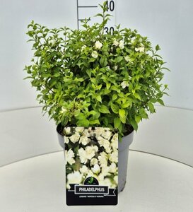 Philadelphus 'Manteau d'Hermine' 60/80 C.