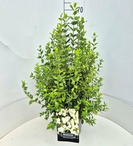 Philadelphus 'Manteau d'Hermine' 60/80 C. - afbeelding 6