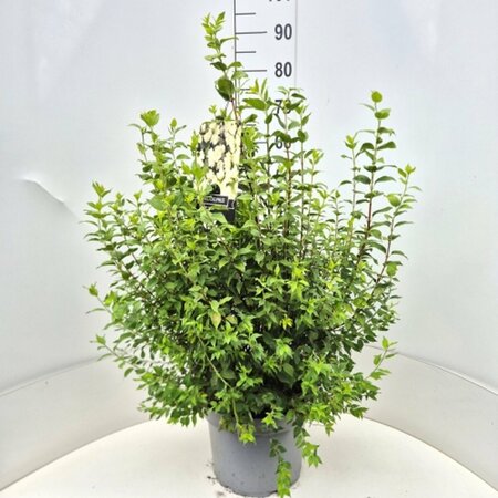 Philadelphus 'Manteau d'Hermine' - afbeelding 4