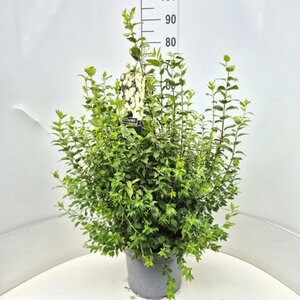 Philadelphus 'Manteau d'Hermine' - afbeelding 4