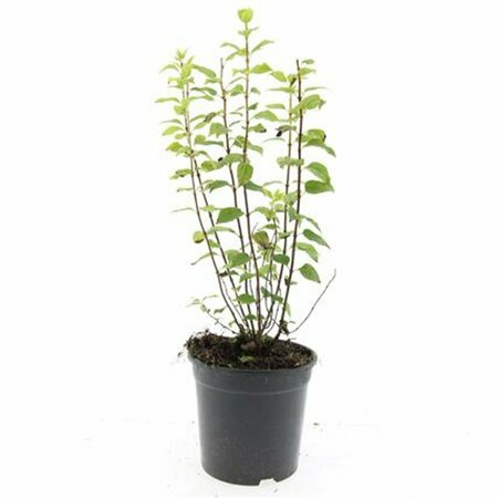 Philadelphus 'Manteau d'Hermine' 60/80 C. - afbeelding 2