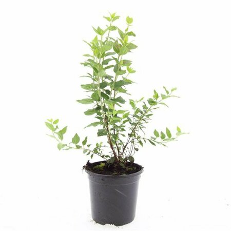 Philadelphus 'Manteau d'Hermine' 60/80 C. - afbeelding 4