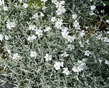 Cerastium tomentosum C2 - afbeelding 2