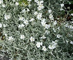 Cerastium tomentosum C2