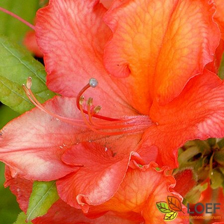 Rhododendron (AK) 'Gibraltar' 50/60 C.  - afbeelding 2