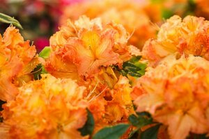 Rhododendron (AK) 'Gibraltar' 50/60 C.  - afbeelding 3