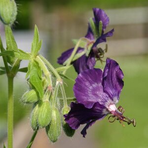 Geranium phaeum 'Lily Lovell' P9
