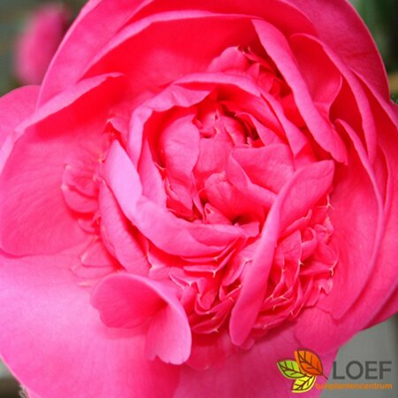Camellia williamsii 'Debbie' - afbeelding 2
