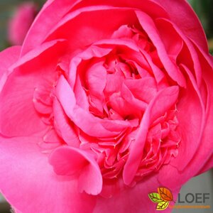 Camellia williamsii 'Debbie' - afbeelding 2