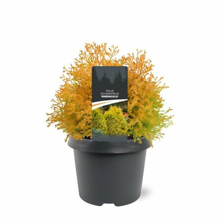 Thuja occ. 'Rheingold' - afbeelding 1