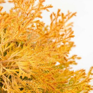 Thuja occ. 'Rheingold' - afbeelding 2