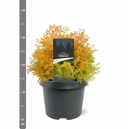 Thuja occ. 'Rheingold' - afbeelding 3