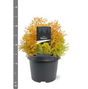 Thuja occ. 'Rheingold' - afbeelding 3