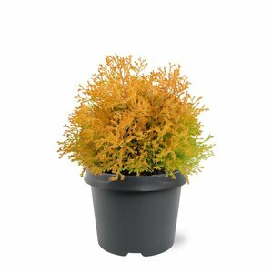 Thuja occ. 'Rheingold' - afbeelding 4