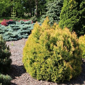 Thuja occ. 'Rheingold' - afbeelding 5