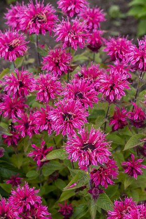 Monarda 'Pink Lace' P9 - afbeelding 2