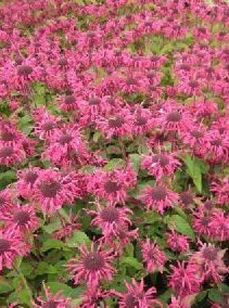 Monarda 'Pink Lace' P9 - afbeelding 3
